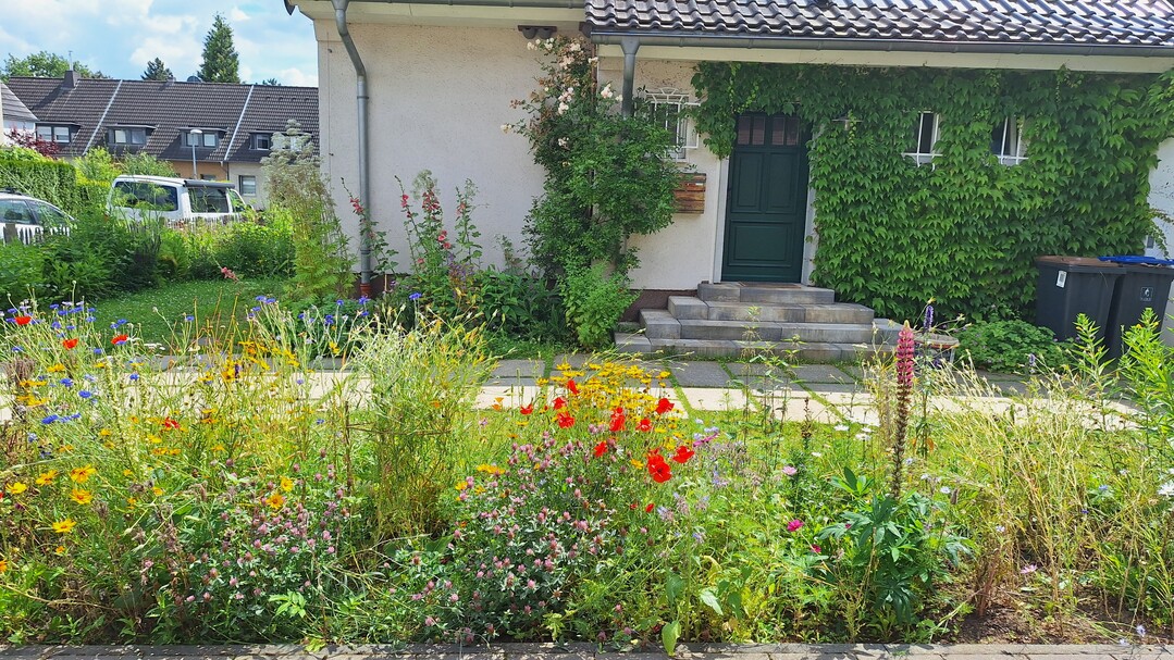 Der Vorgarten von Sven und Anna Haaker in Brhl: Sie berzeugten die Jury mit einer ppigen, artenreichen Bepflanzung und einer Fassadenbegrnung aus wildem Wein. Bei der Wegefhrung legten sie Wert auf Wasserdurchlssigkeit. Der mit einem Staketenzaun umgebene Vorgarten ldt zum Staunen ein und ist ein Paradies fr verschiedenste Insekten.