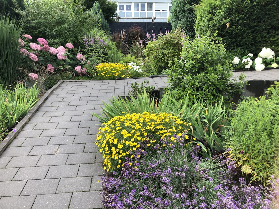Der Vorgarten von Gertrud Enbergs aus Dorsten: Auch im Alter von 92 Jahren ist die Hausbesitzerin noch hoch motiviert, sich um die Gartenarbeit zu kmmern. Dafr lie sie die alte, schlichte Rasenflche entfernen und stattdessen eine pflegeleichte und artenreiche Bepflanzung errichten. Auch wurden die Stufen durch eine barrierefreie Wegefhrung ersetzt. Wo sonst nur der Rasen gemht wurde, blhen jetzt Stauden, die Insekten wie Bienen und Schmetterlingen Nahrung bieten.
