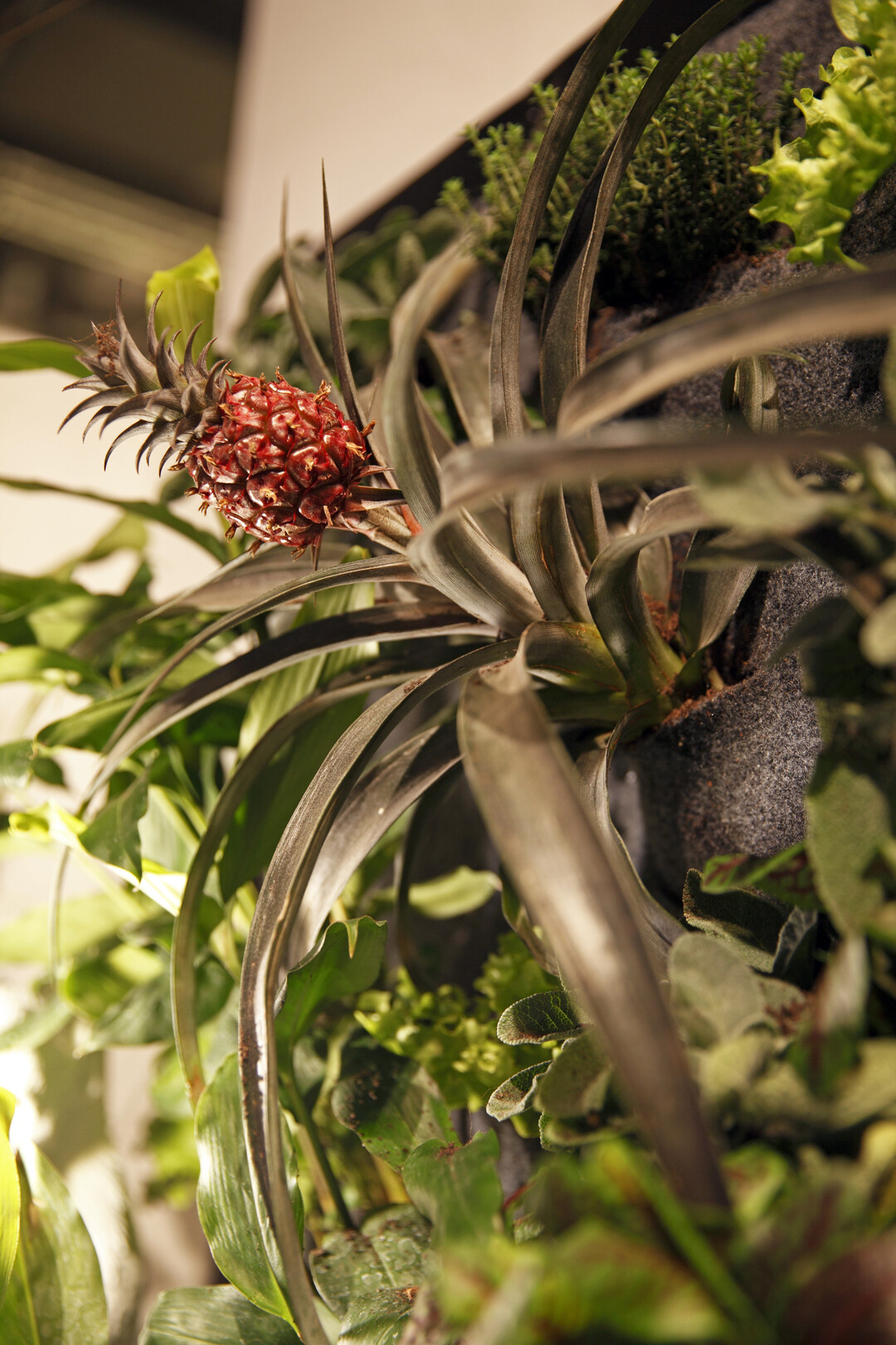 Ananas in Wandbegrünung (Gomes, fior di terraza)