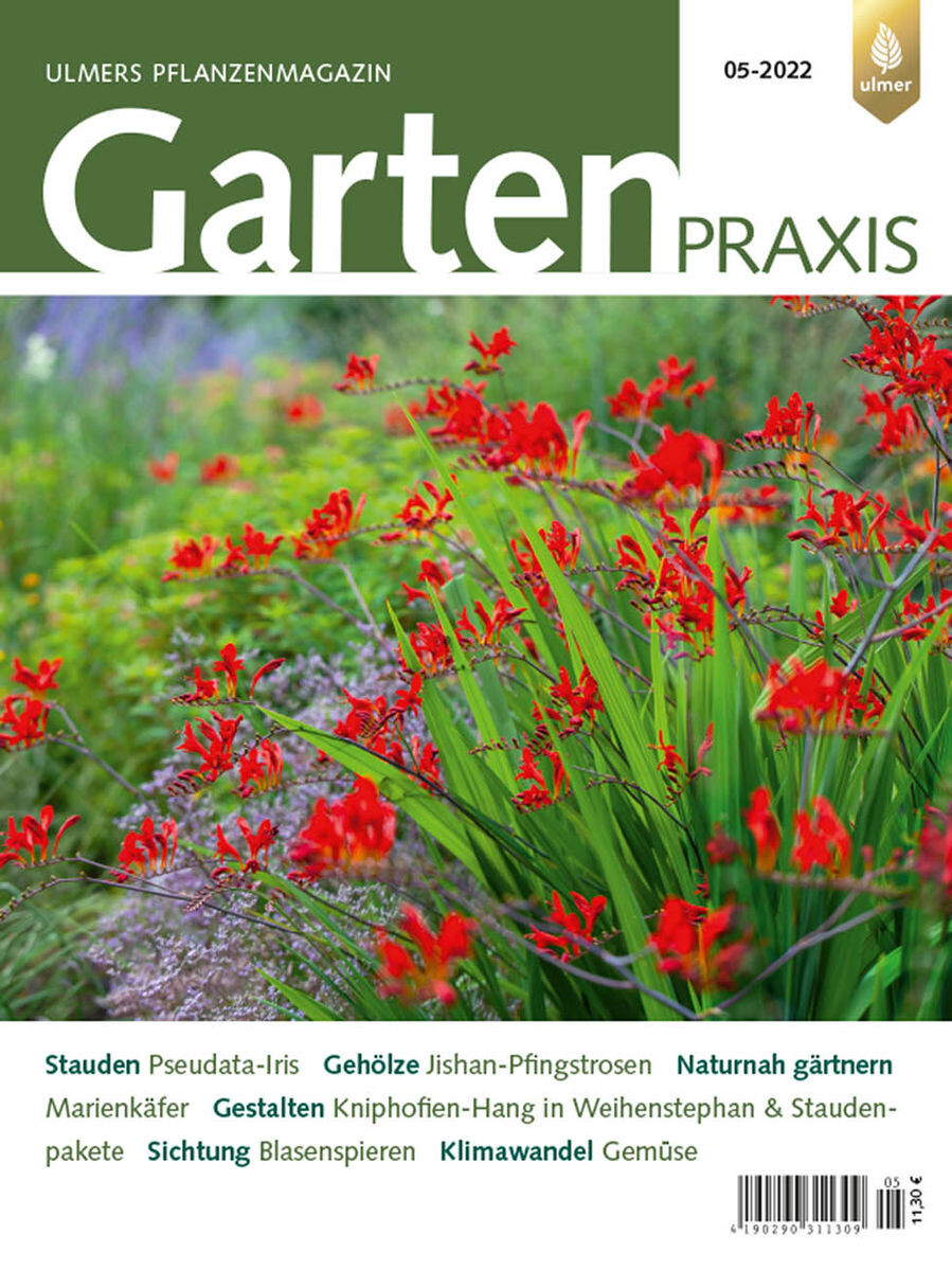 Sichtung von Physocarpus, ein Hanggarten mit Fackellilien, Gemüsegarten