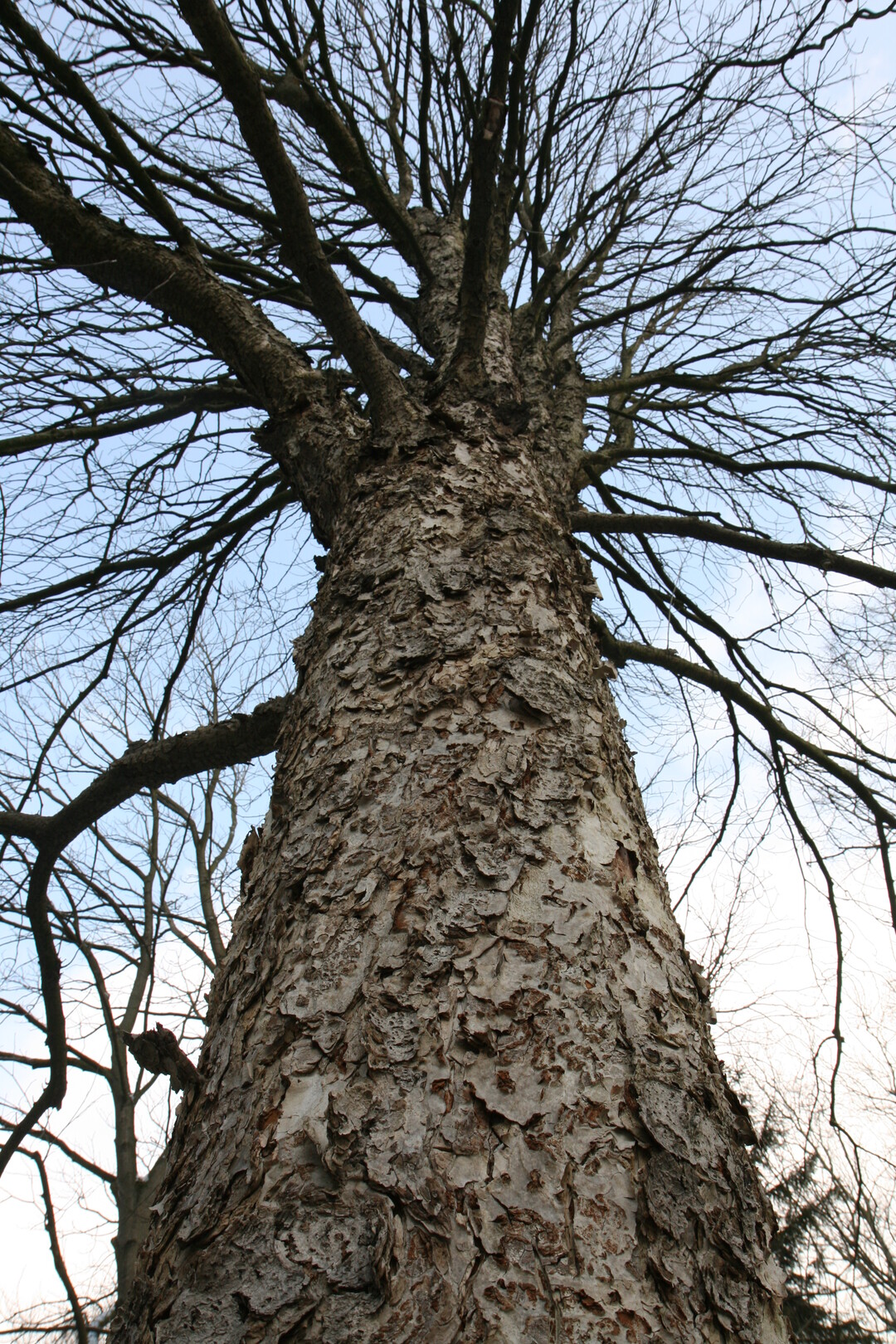 Eine Aesculus glabra im Spth-Arboretum in Berlin wird zum Championtree 2019 gekrt.