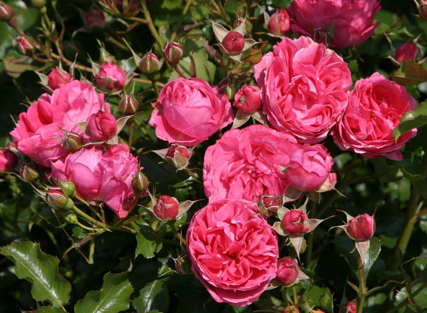 ADR-Rosen 2015: 16 prämierte Rosenneuheiten - Gartenpraxis
