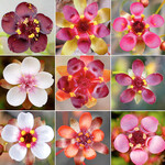 Waren bisher nur drei, sind nun neun Arten aus dem Drosera-microphylla-Komplex bekannt.