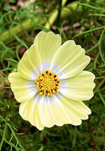 Neue Sämerei bei Thysanotus: Schmuckkörbchen ‘Kiro’