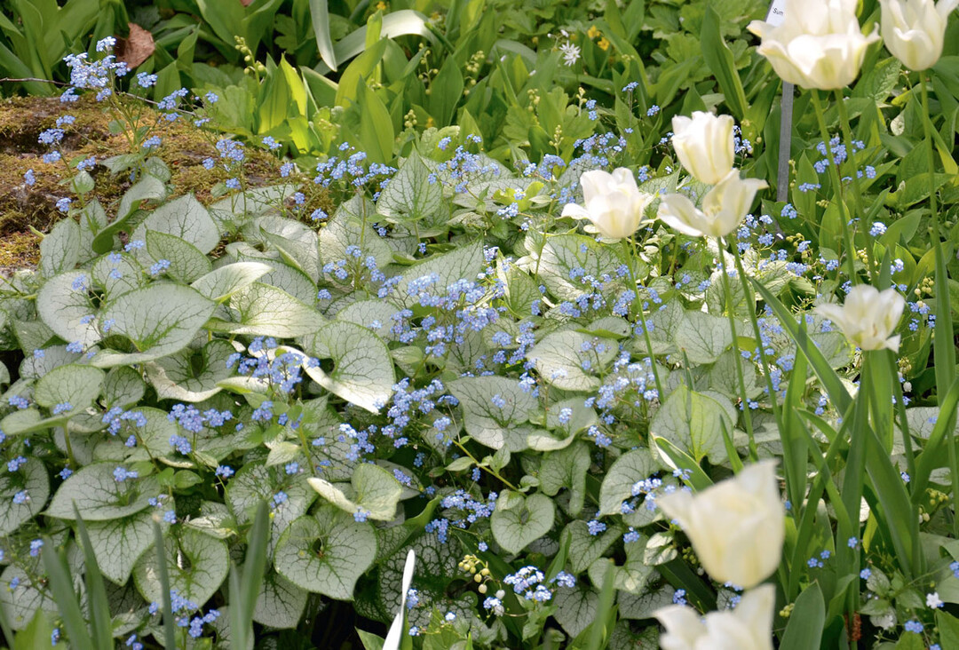 1 Brunnera macrophylla ‘Jack Frost’ mit Tulipa ‘Spring Green’
