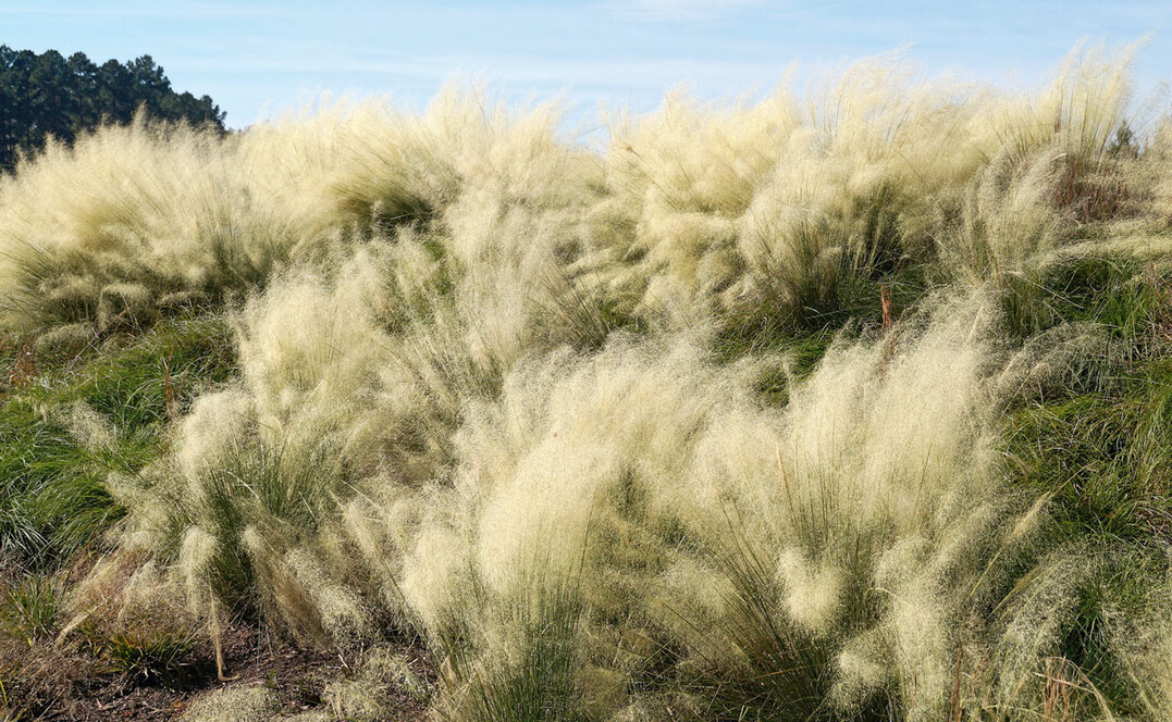 Muhlenbergia ’White Cloud"