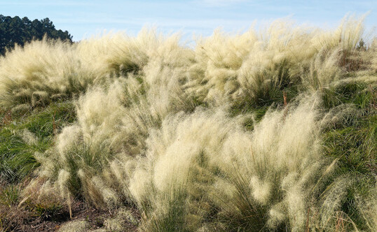 Muhlenbergia White Cloud"