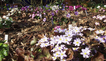 Hepatica-Garten mit japanischen Sorten