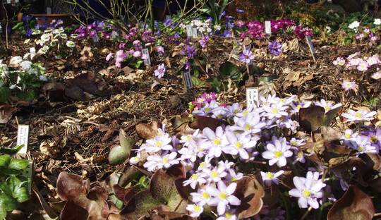 Hepatica-Garten mit japanischen Sorten