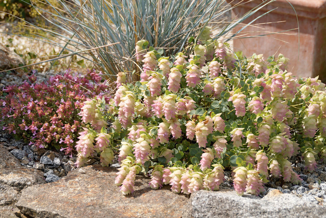 Origanum amanum