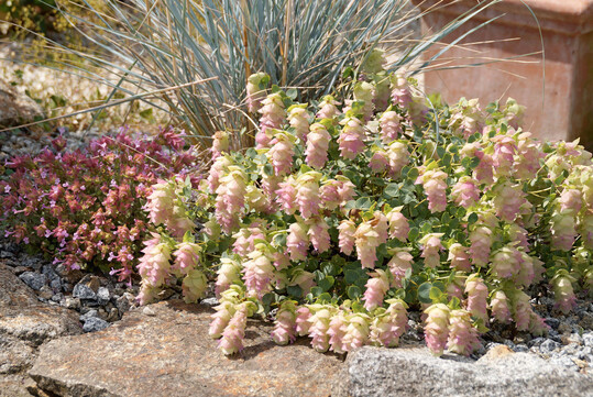 Origanum amanum