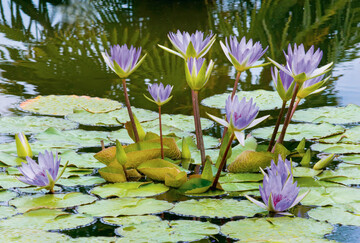 Nymphaea Blue Triumph (tropisch)
