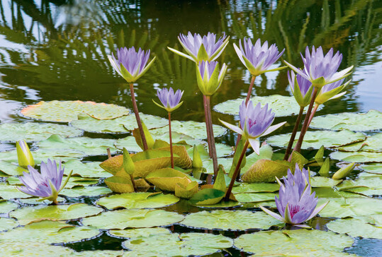Nymphaea Blue Triumph (tropisch)