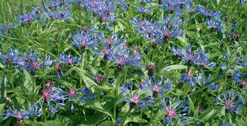 Berg-Flockenblume: auch fr nhrstoffreichere Bden geeignet