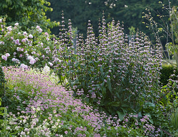 Phlomoides tuberosa Amazone