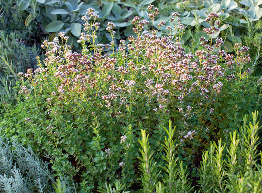 Origanum vulgare mit Salbei und Rosmarin im Kruterbeet