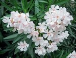 Oleander