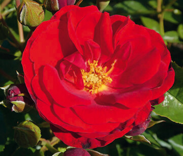 Trudy - eine rote Floribundarose gewann den wichtigsten europischen Preis fr eine Rosenneuzchtung, die Goldene Rose von Baden-Baden.