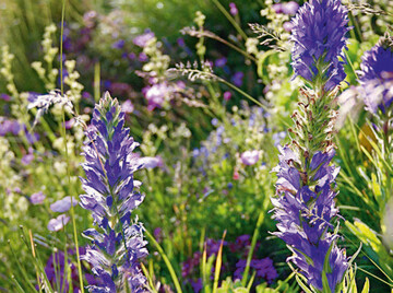 Campanula spicata am Wildstandort 
in inneralpiner Felsensteppe.