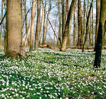 Frhlingswald mit Busch-Windrschen (Anemone nemorosa)