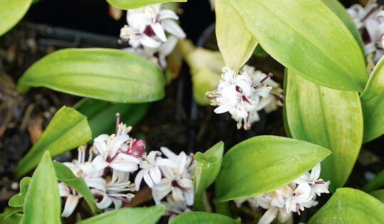 Reineckea carnea Jinto Jewel blht frher und zeigt hellrosa Blten.