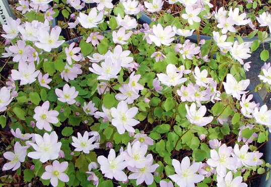 Anemonella thalictroides