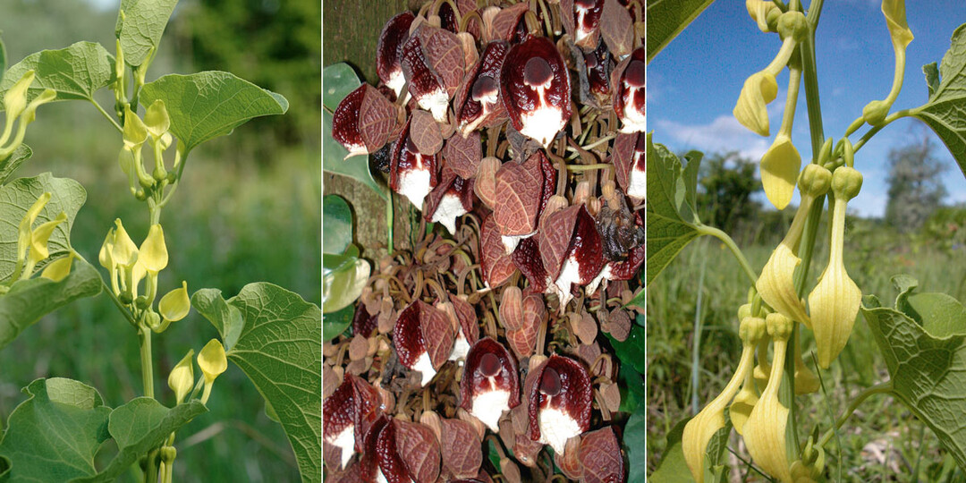 Echte Osterluzei mit noch nicht bestäubten aufrecht stehenden Blüten – Echte Osterluzei mit bereits bestäubten hängenden Blüten. – A. arborea, die Baumartige Pfeifenblume: Besonderheit aus Mittelamerika