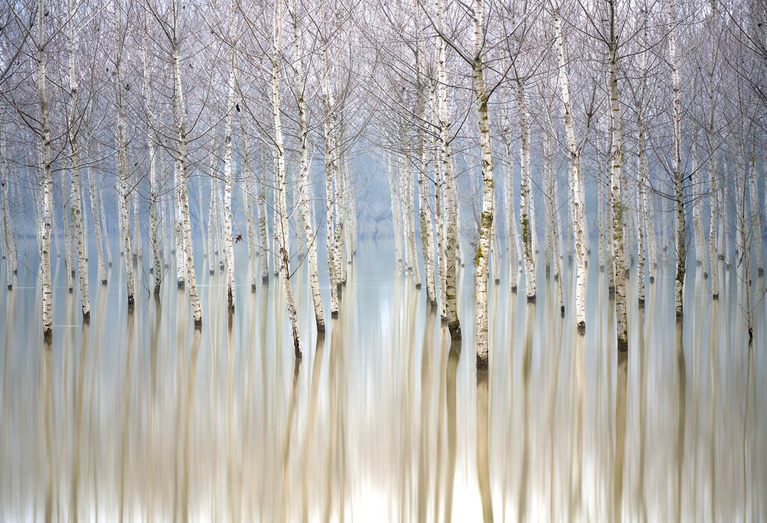 Trees, Woods and Forests,   Gewinnerfoto von Gianferrari Gianluca: berschwemmter Birkenhain. Guastalla, Emilia-Romagna, Italien: Der Fluss Po berflutete einen Hain mit Betula pendula (Silber-Birke) und schuf eine beeindruckende Szene.  