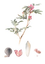 Fein aquarellierte Fundstücke vom Meeresstrand und ein Zweig der wilden Pistazie bringen ein Stück Italien nach Thüngersheim.