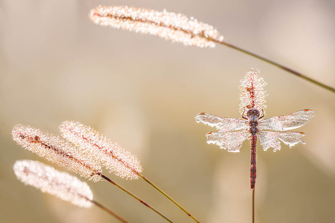 Wildlife in the Garden,    Gewinnerfoto  von Petar Sabol. Survivor. Gorican, Gespanschaft Medimurje, Kroatien.
Die Schnheit liegt in den unvollkommenen, beschdigten Flgeln dieser Libelle - Sympetrum striolatum (Mnnchen der Gemeinen Heidelibelle).   