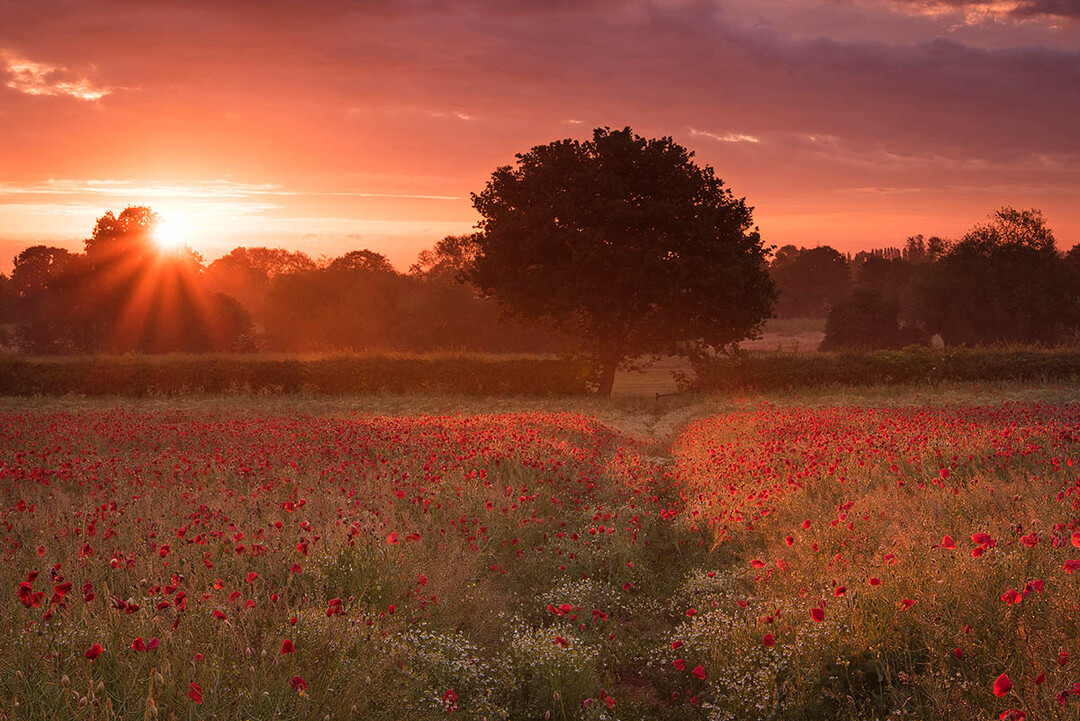 Wildflower Landscape, Gewinnerfoto von Simon Lea: Mohnfeld in Coven, West Midlands, GB-England: Papaver (Mohn)-Sonnenaufgangsfotos - die Sonne geht auf und trifft die ersten Mohnblumen.  