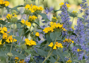 Phlomis longifolia mit Katzenminze Walkers Low (Nepeta  faassenii)