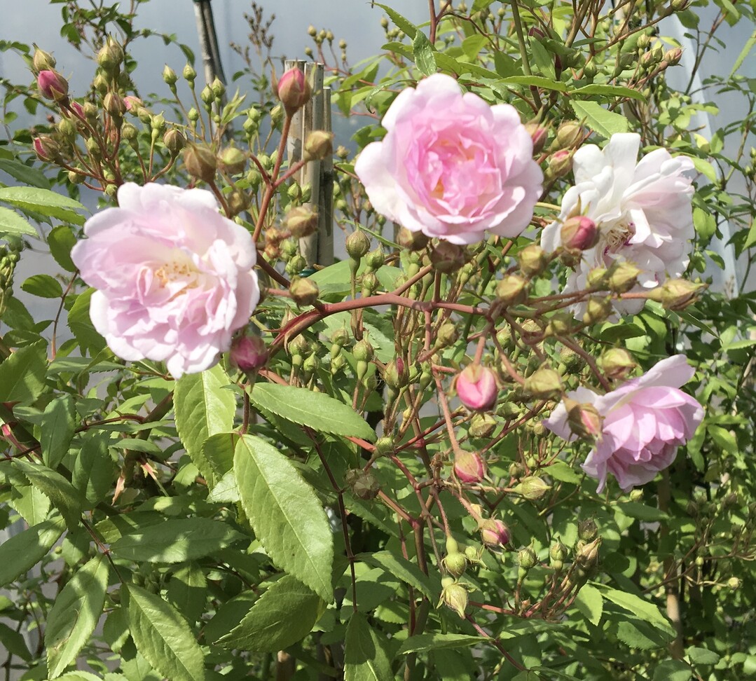 Rosa "Emil Sello"