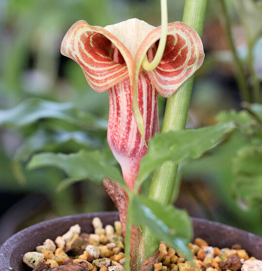 Arisaema kiushianum �Akabana�