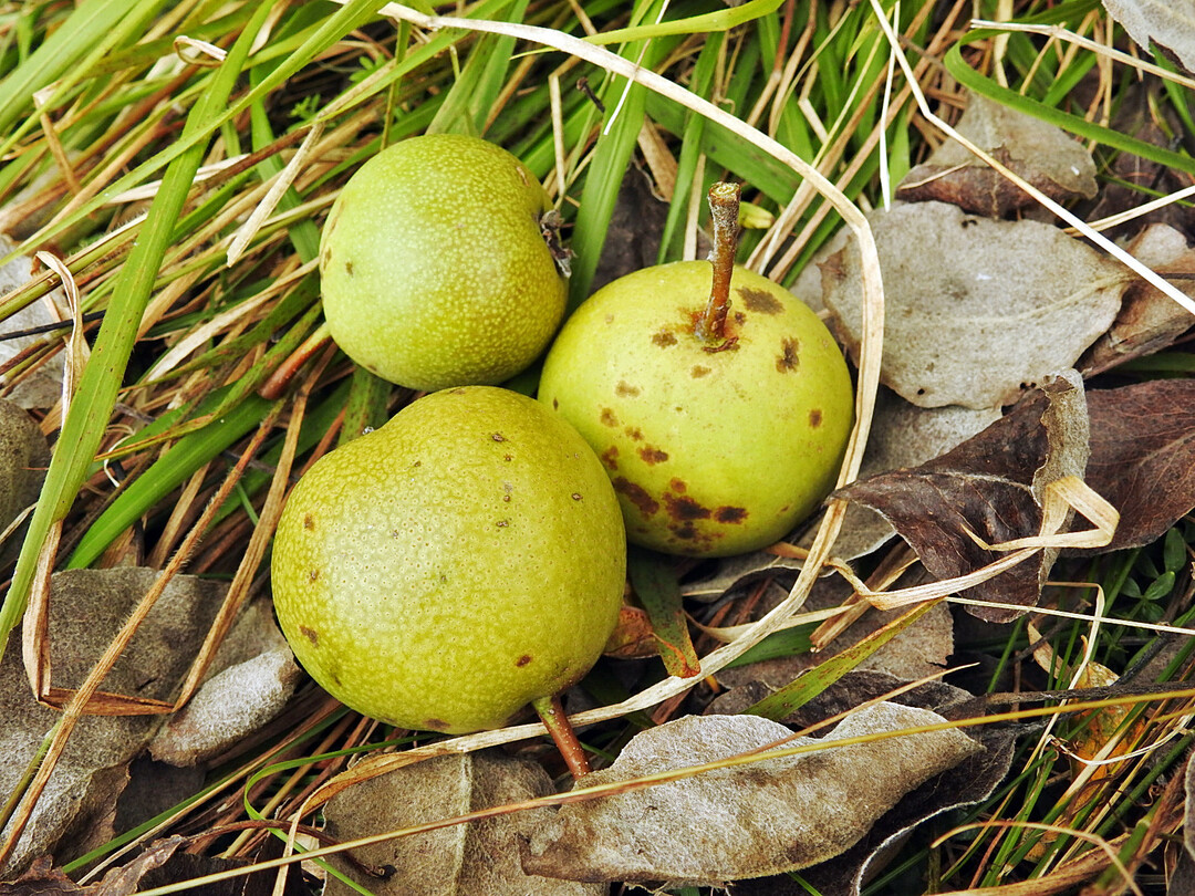 Die kleine Birnensorte ‘Lemovje’ aus dem slowenischen Trentatal wurde traditionell für die Birnenmehl- und Schnapserzeugung genutzt