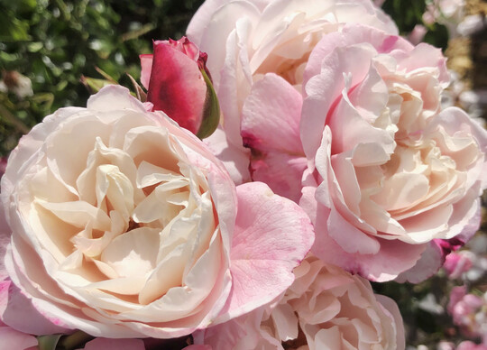 Kletterrose Zelmanis Dream