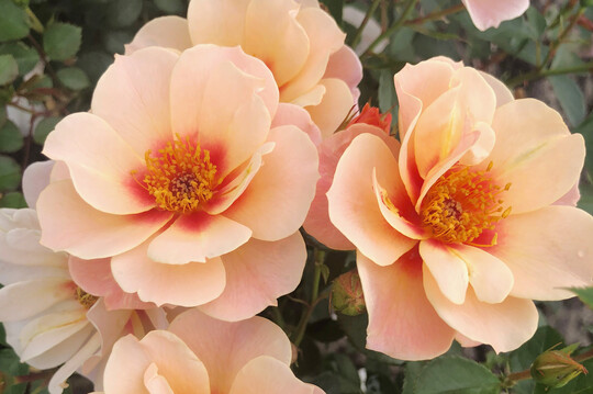 Persica-Rose SEE YOU in Apricot mit kontrastierender roter Bltenmitte