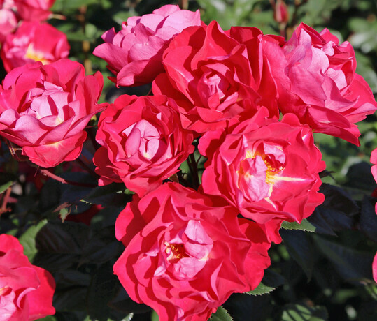 Kleinstrauchrose BltenRhein