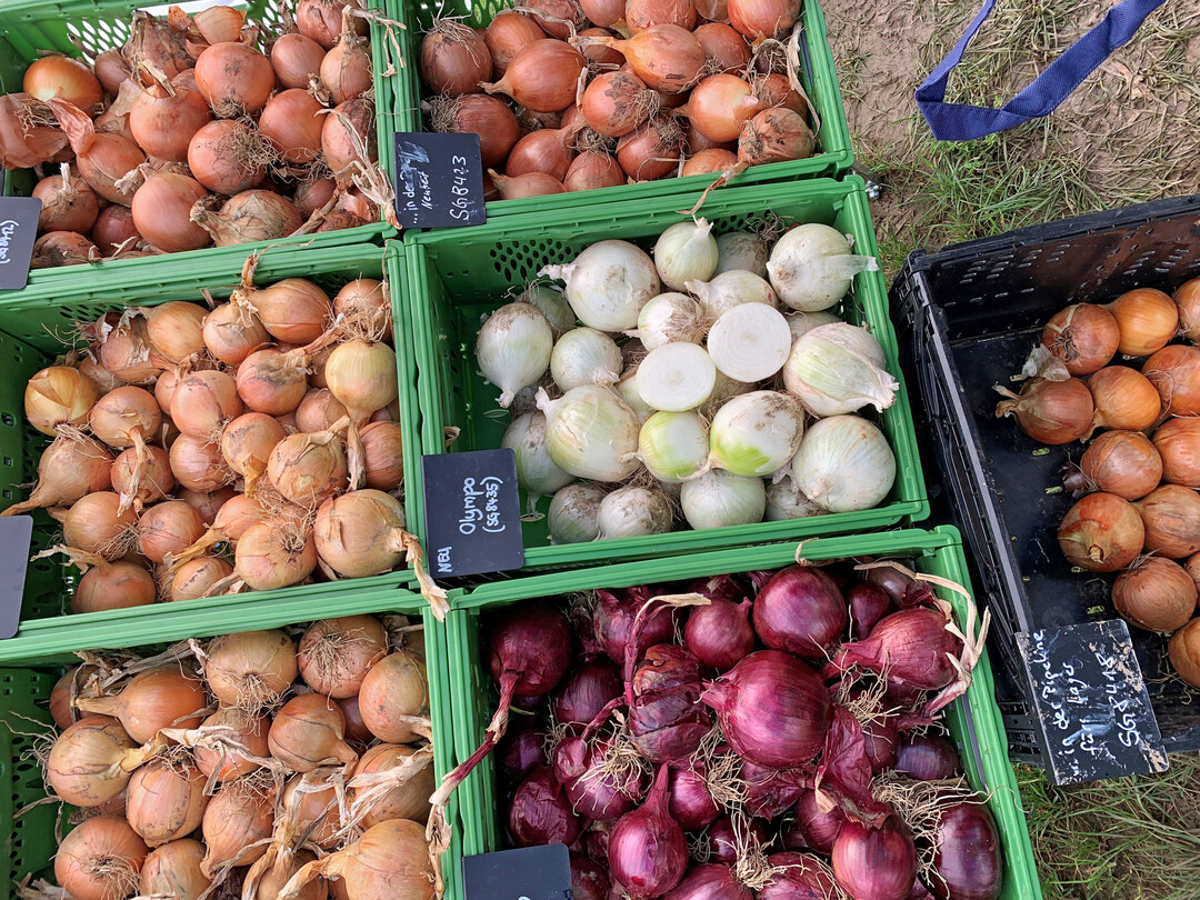 Im Februar ist die erste Pflanzzeit für Zwiebeln. Ihre Vielfalt ist hoch. Immer beliebter sind die roten Sorten.