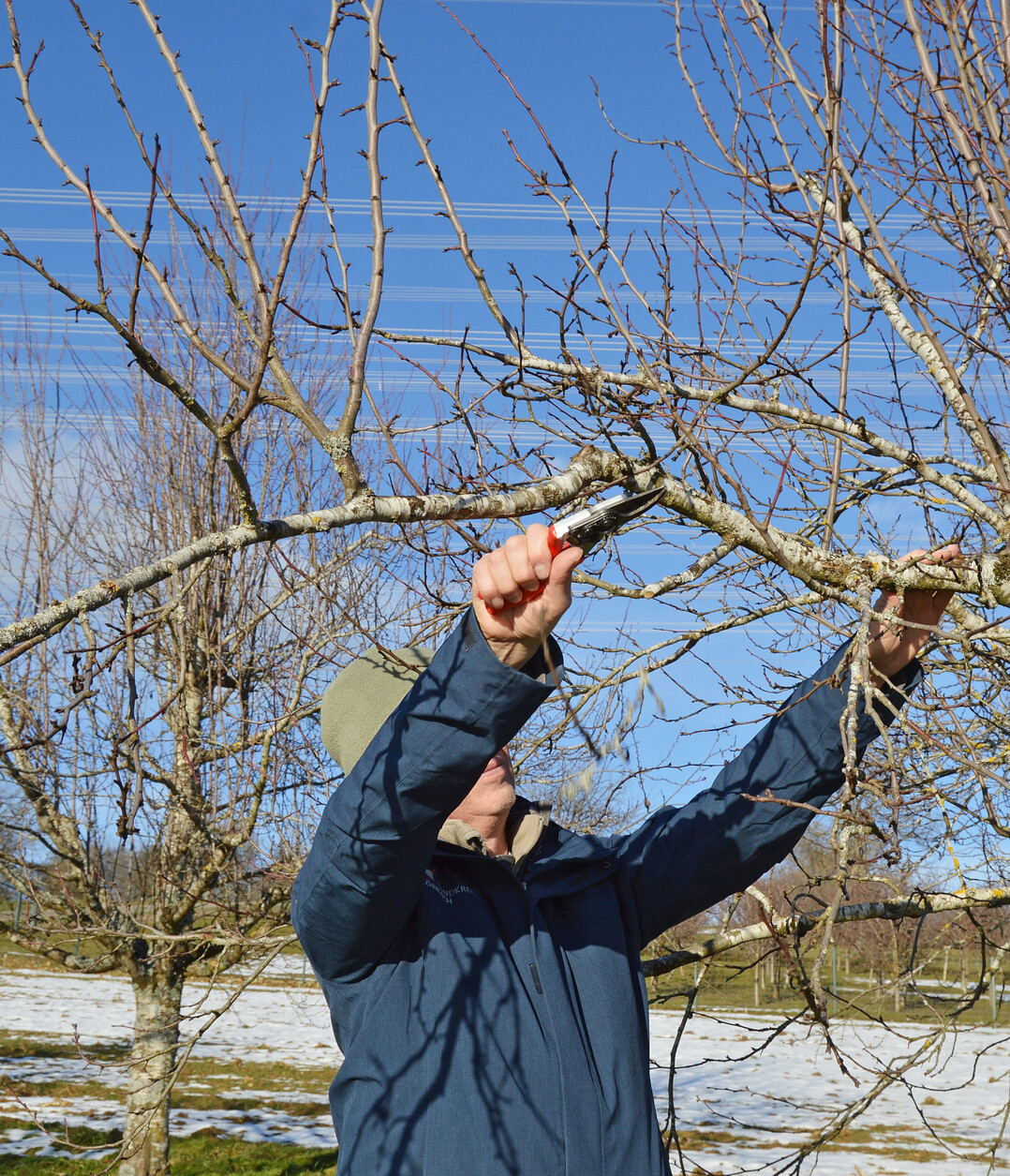 Der Baumschnitt geh�rt zu den klassischen Winterarbeiten bei der Obstbaumpflege.