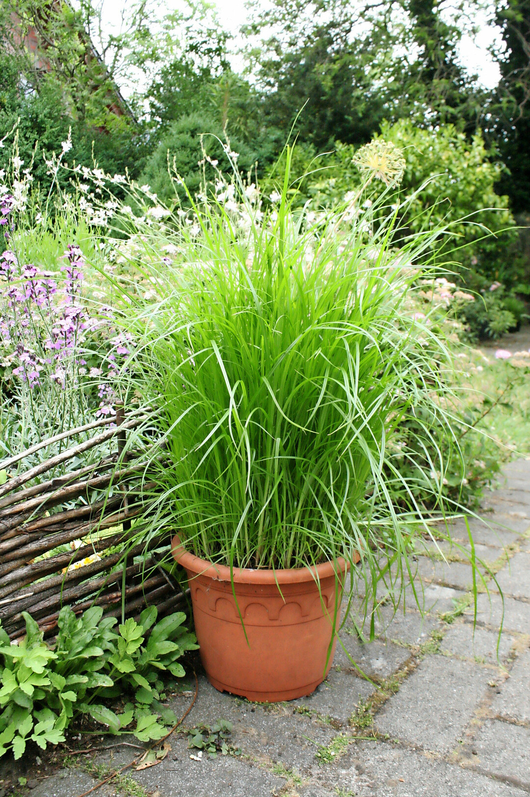 Wer Erdmandeln im Garten anbauen mchte, sollte das nur in Tpfen tun, damit sich das Gras nicht ausbreitet.