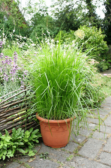 Wer Erdmandeln im Garten anbauen mchte, sollte das nur in Tpfen tun, damit sich das Gras nicht ausbreitet.