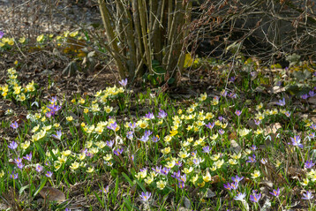 Ein Frühblüher-Beet mit Eranthis hyemalis ‘Schwefelglanz’ und Crocus tommasinianus im Garten von Ruth Treff