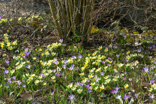 Ein Frhblher-Beet mit Eranthis hyemalis Schwefelglanz und Crocus tommasinianus im Garten von Ruth Treff