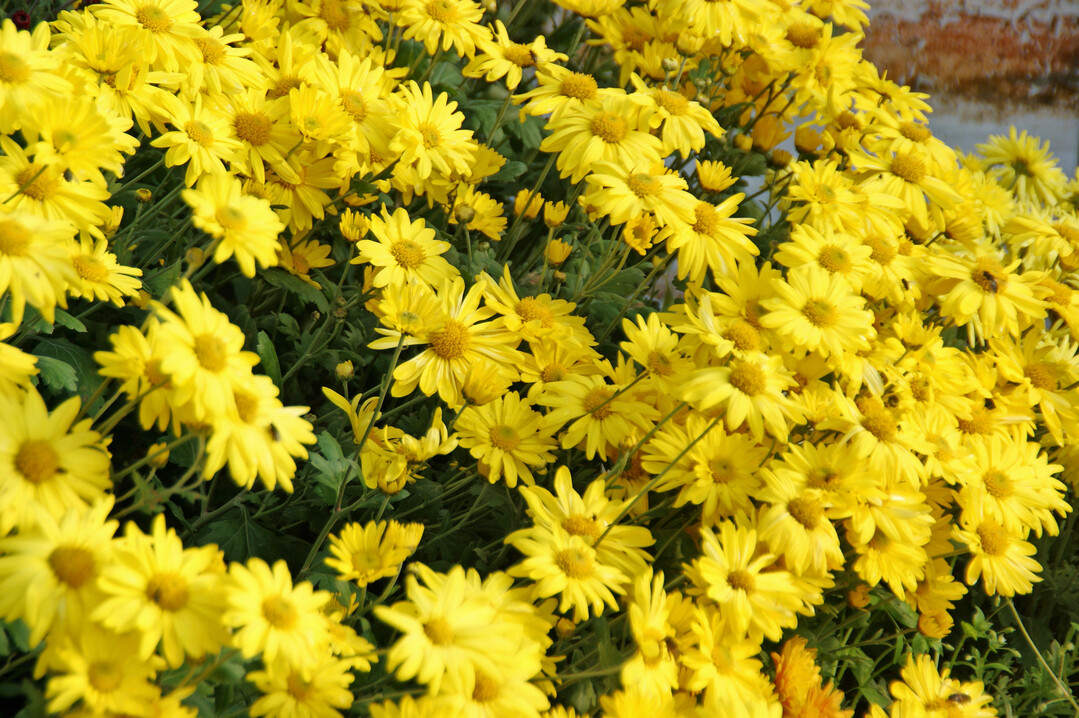Chrysantheme "Ruth Treff"