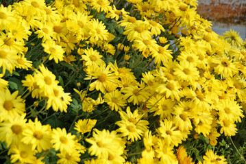 Chrysantheme "Ruth Treff"