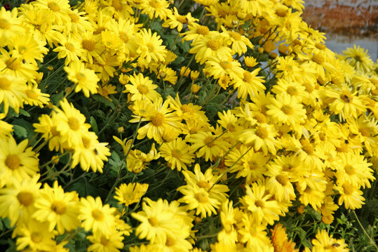 Chrysantheme "Ruth Treff"