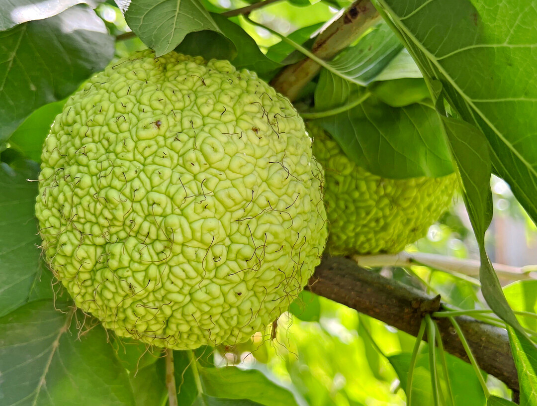 Fruchtstand von Osagedorn am Baum
