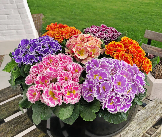 <i>Primula acaulis</i>
„Flamenco Mix“ F
<sub>1</sub>
(Rudy Raes Bloemzaden)
