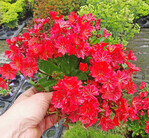 <i>Lewisia cotyledon</i>
-Hybride ‘Sunset_Glow’ (Kientzler)